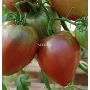 Tomato Purple Heart Tomato Purple Heart