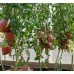 Tomato Purple Heart