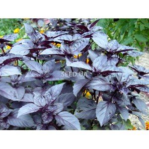 Basil violet - 1 gr