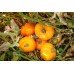 Orange giant Dmitriev