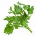 Parsley Amsterdam