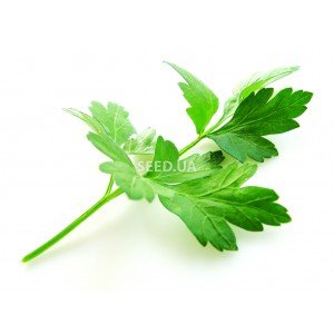 Parsley Amsterdam