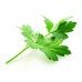 Parsley Amsterdam