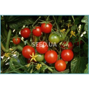 Winter cherry