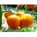 Haman Orange