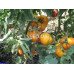 Grandma Viney's
