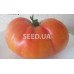 Yellow Pied Carmela