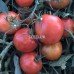 Dwarf Pink Passion Tomato Seeds