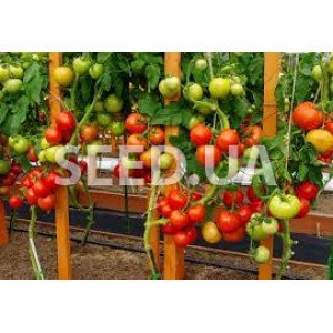 Sofa F1 (10 seeds) Sofa F1 (10 seeds)