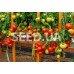 Sofa F1 (50 seeds)