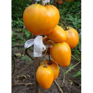 Orange Strawberry