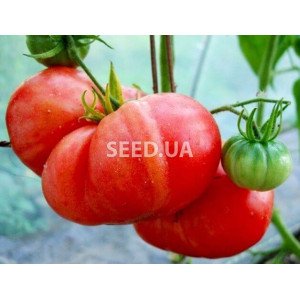 Red Giant 