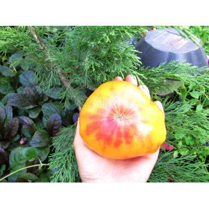 Liften Yellow