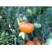 Orange giant Dmitriev