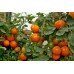 Ping Pong Orange F1