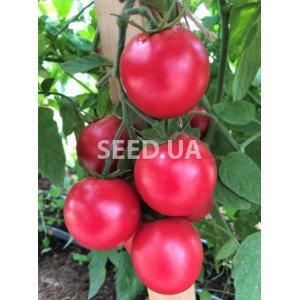 Raspberry Farmer F1 (500 seeds) Raspberry Farmer F1 (500 seeds)