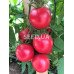 Raspberry Farmer F1 (500 seeds)