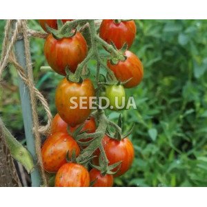 Variegated plum