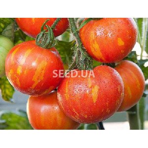 Tigrella