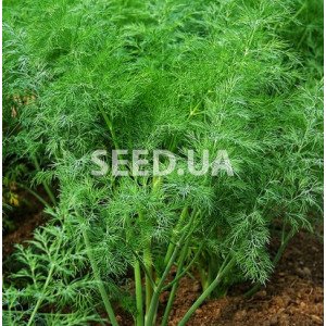 Dill Bush