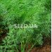 Dill Bush