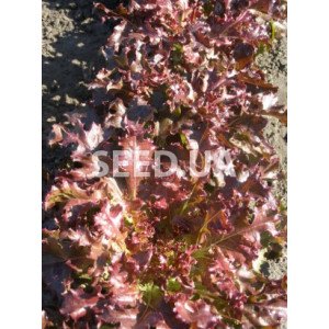 Salad Embroidery 2 g Salad Embroidery 2 g