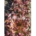 Salad Embroidery 2 g