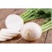 White radish