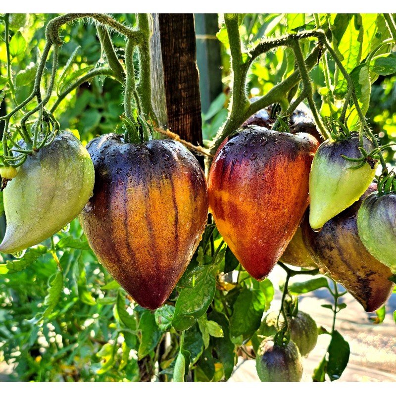 Sergeant Pineapple Tomato Seeds, 10 Seeds