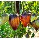 Sergeant Pineapple Tomato Seeds, 10 Seeds