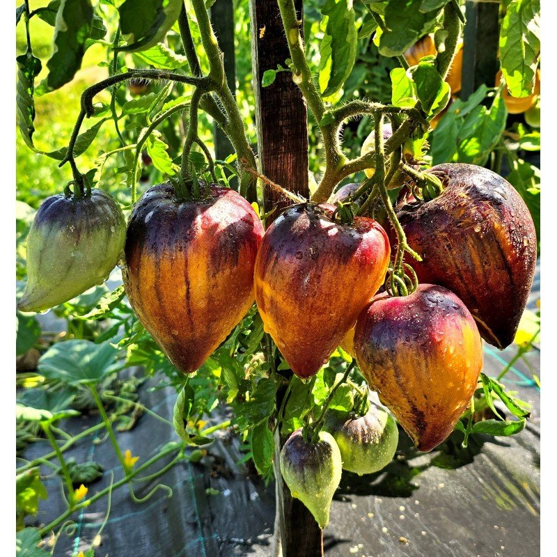 Sergeant Pineapple Tomato Seeds, 10 Seeds