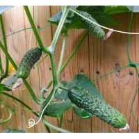 Cucumber seeds Duncan F1 10 pcs