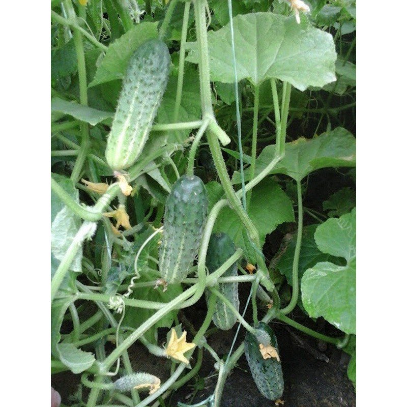 Cucumber seeds Our Masha F1 10 seeds