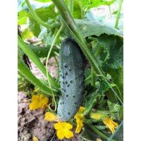 Cucumber seeds Final F1 10 seeds