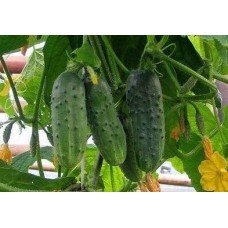 Cucumber seeds Shah F1 10 pcs