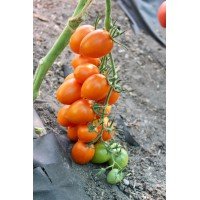 Tomato seeds Estrada F1 10 pcs