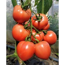Tomato seeds Mayachok F1 10 pcs