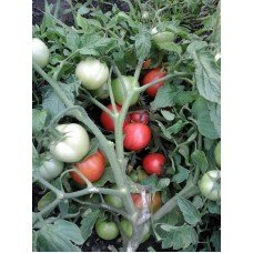 Tomato seeds Liga F1 10 seeds