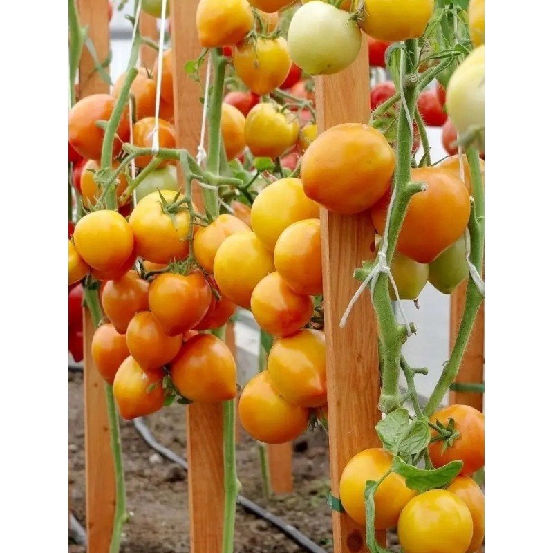 Насіння томату Золотий Кучер F1 10 насінин