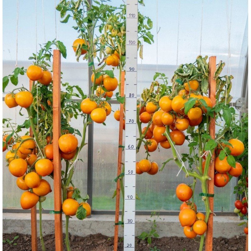 Насіння томату Золотий Кучер F1 10 насінин