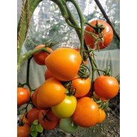 Tomato seeds Zorepad F1 10 pcs