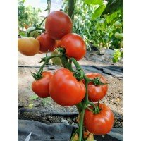 Tomato seeds Dukat F1 10 seeds