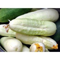 Cucumber seeds White delicacy 10 us