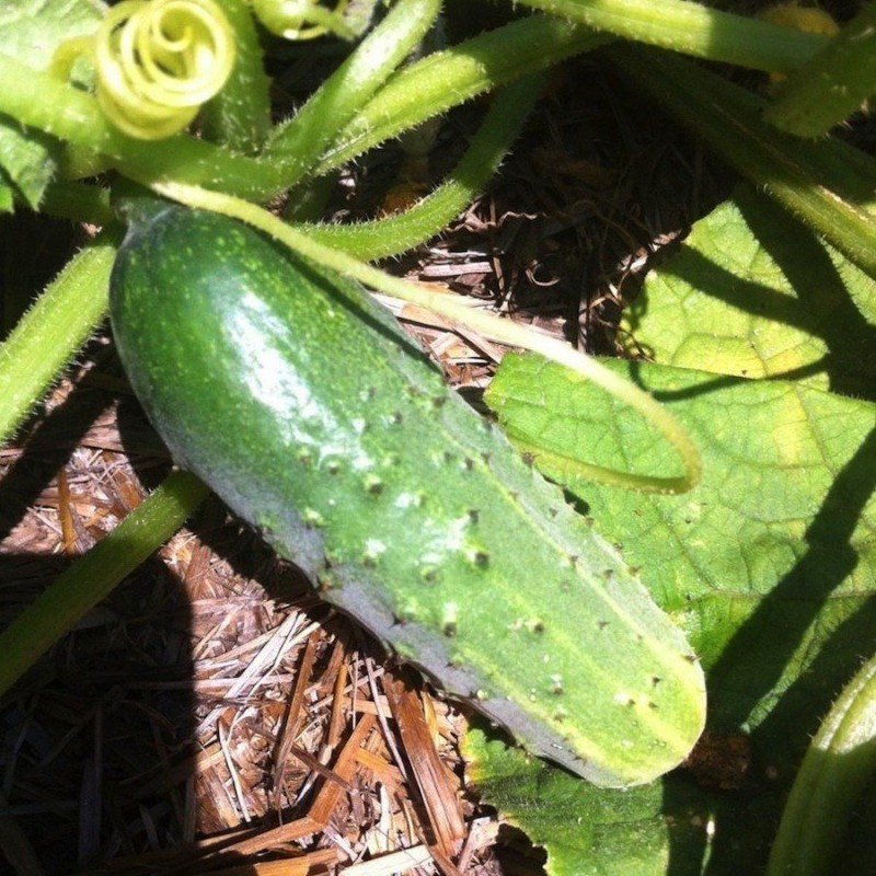 Cucumber seeds September 20 seeds