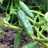 Sprut F1 cucumber seeds 10 pcs