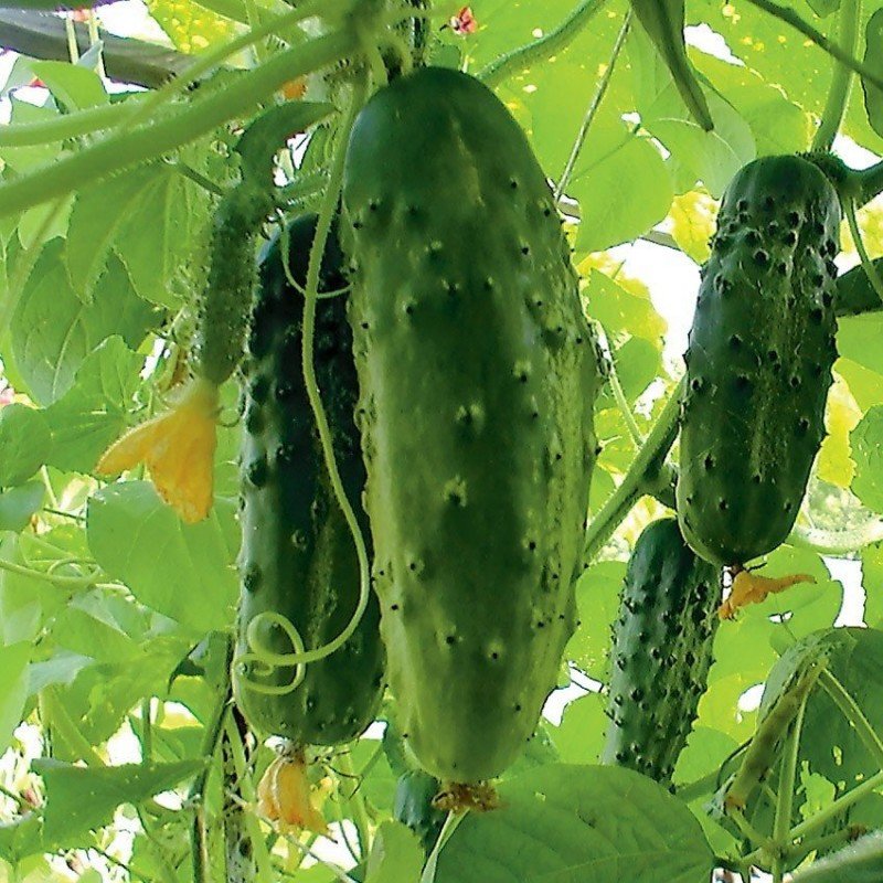 Cucumber seeds Phoenix Plus 0.5 grams