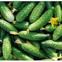 Насіння огірка Джерело 20 насінин