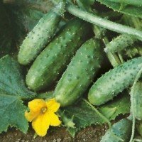 Насіння огірка Журавльонок F1 20 нас