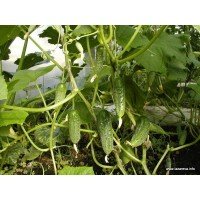 Насіння огірка Ластівка F1 20 насінин