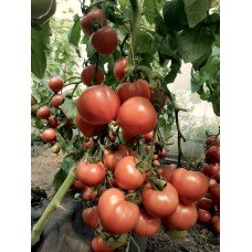 Tomato seeds Marat F1 10 pcs